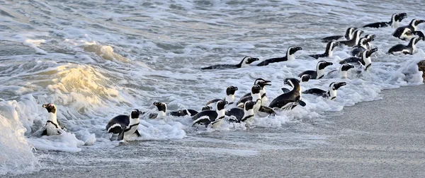 Pingüinos africanos en la playa del océano — Foto de Stock