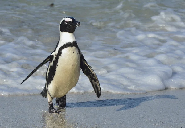 Pinguim africano na praia oceânica — Fotografia de Stock