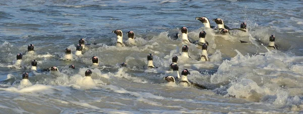 非洲企鹅在海滩上 — 图库照片