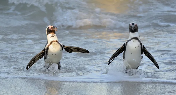 Pingüinos africanos en la playa del océano — Foto de Stock