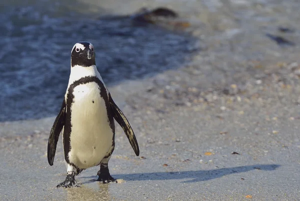 Pinguino africano sulla spiaggia dell'oceano — Foto Stock