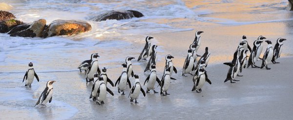 African penguins on ocean beach