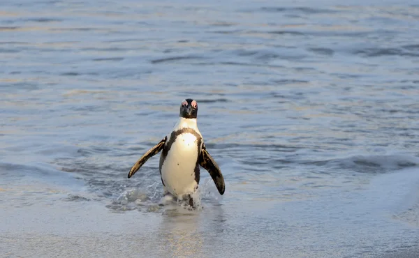 Pinguino africano sulla spiaggia dell'oceano — Foto Stock