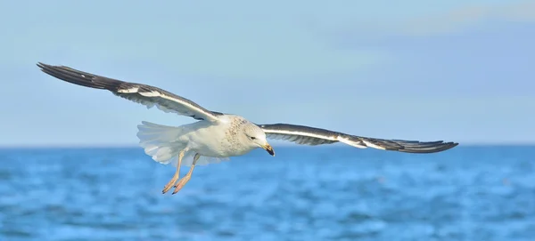 Flying Kelp gaviota sobre el océano —  Fotos de Stock