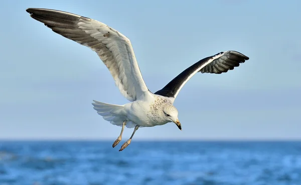 Flygande Kelpmås över havet — Stockfoto