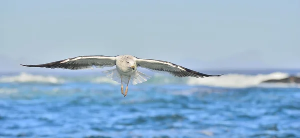 Létající Kelp Racek přes oceán — Stock fotografie