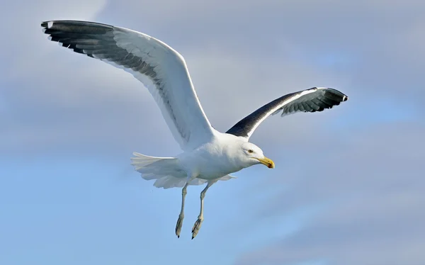Flying Kelp gull over the ocean — Stock Photo, Image