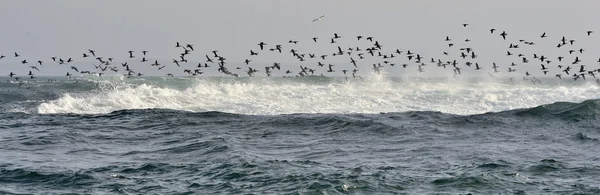 Okyanus üzerinde uçan kuşlar — Stok fotoğraf