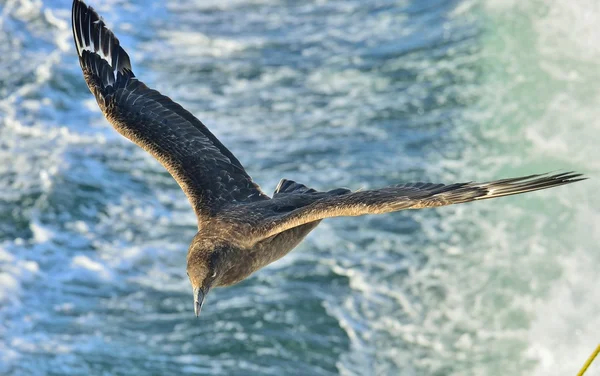 Büyük korsan martı uçuş — Stok fotoğraf