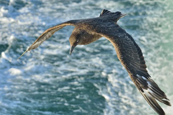 Великий Skua в польоті — стокове фото