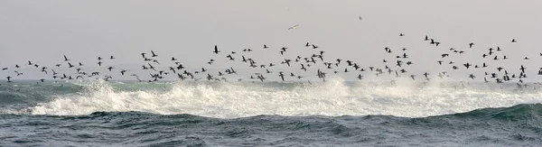 Uccelli che sorvolano l'oceano — Foto Stock