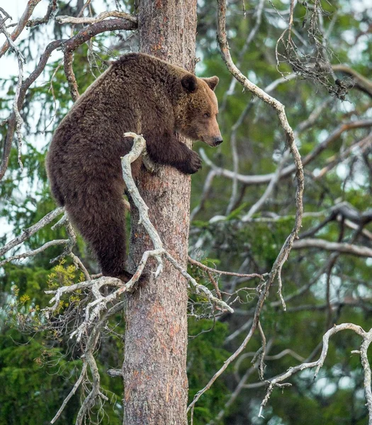 Ona medvěd dostal na borovice — Stock fotografie