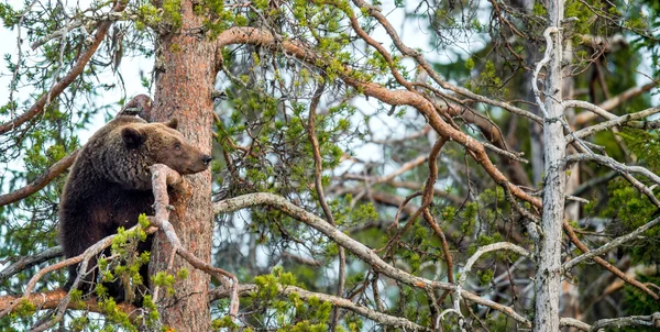 Ela-urso apanhou um pinheiro. — Fotografia de Stock