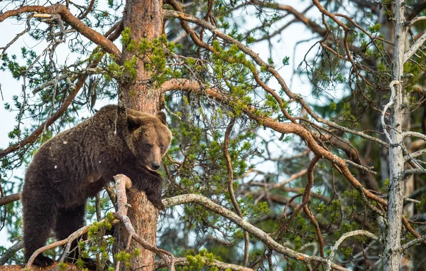 Ela-urso apanhou um pinheiro. — Fotografia de Stock
