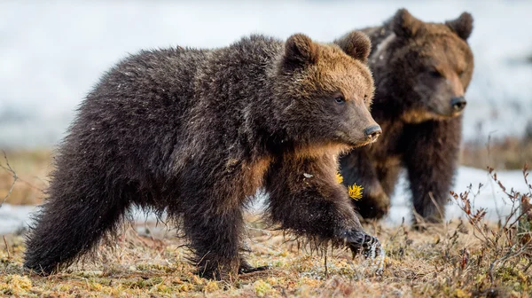 Les petits de l'ours brun sauvage — Photo