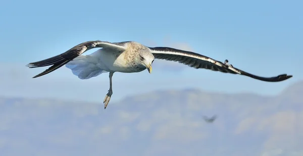 Fliegende Seetangmöwe — Stockfoto