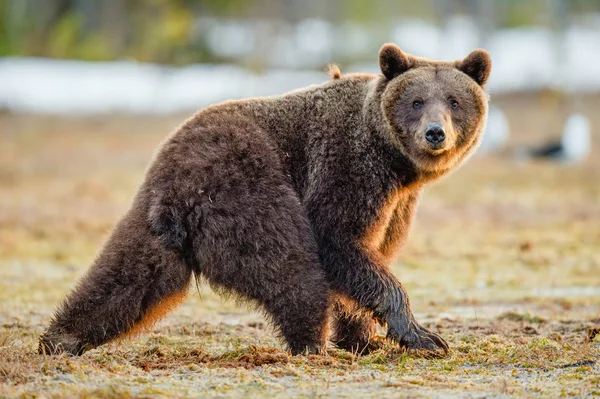 Urso marrom na floresta de primavera — Fotografia de Stock