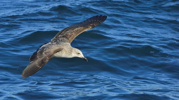 Gaviota Kelp juvenil voladora —  Fotos de Stock