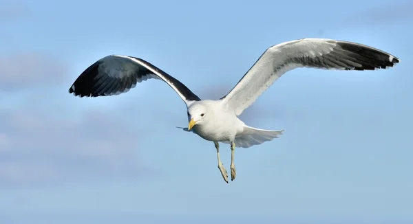 Gaivota de Kelp Juvenil voadora — Fotografia de Stock