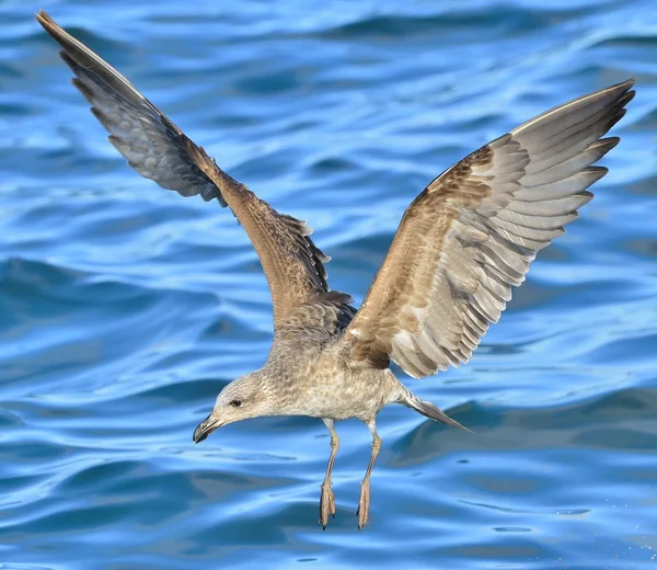 Gaviota Kelp juvenil voladora —  Fotos de Stock