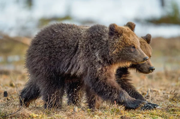 The cubs of wild brown bear — Stock Image The cubs of wild brown bear Royalty Free Stock Photos