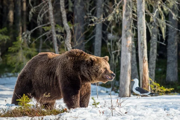 Дорослого чоловічого бурий ведмідь — стокове фото