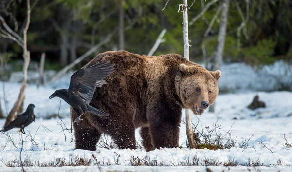 adult male Brown Bear