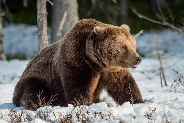 Dospělý samec medvěd hnědý — Stock fotografie