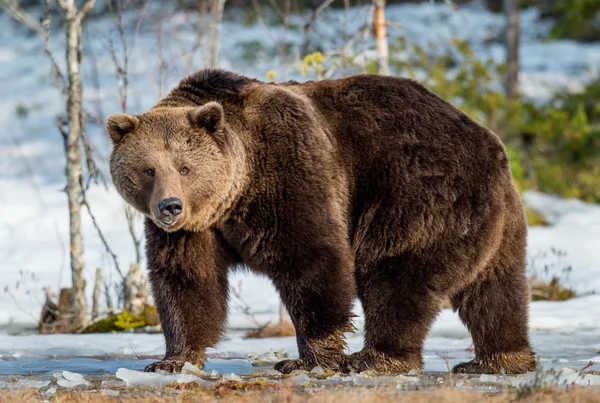 Adulto maschio Orso bruno — Foto Stock