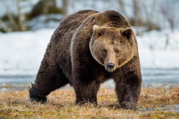 Adulto masculino urso marrom — Fotografia de Stock