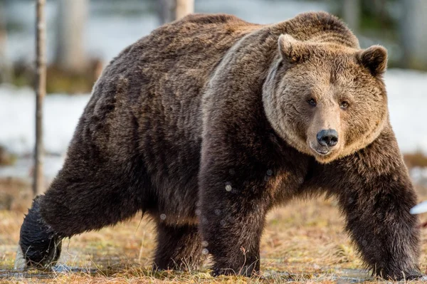 Ενήλικη αρσενική αρκούδα καφέ — Φωτογραφία Αρχείου