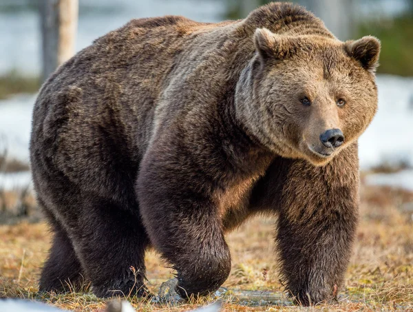 Adulto masculino urso marrom — Fotografia de Stock