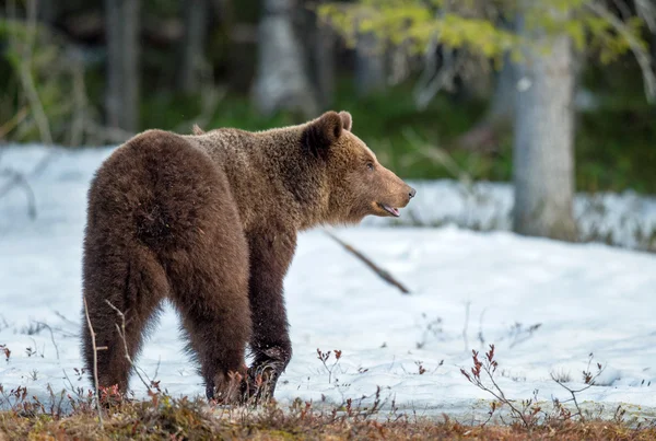 Молодий коричневий ведмідь — стокове фото