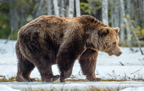 Adulto masculino urso marrom — Fotografia de Stock