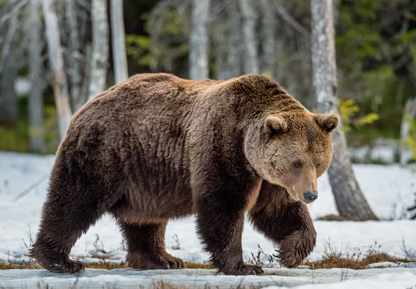 Dospělý samec medvěd hnědý — Stock fotografie