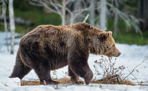 Дорослого чоловічого бурий ведмідь — стокове фото
