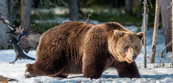 Adult male Brown Bear — Stock Image Adult male Brown Bear Royalty Free Stock Photos