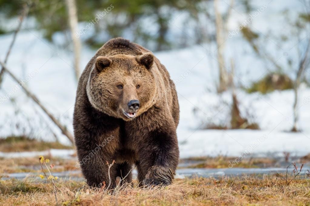 adult male Brown Bear