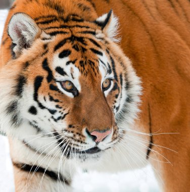 The Siberian tiger portrait clipart