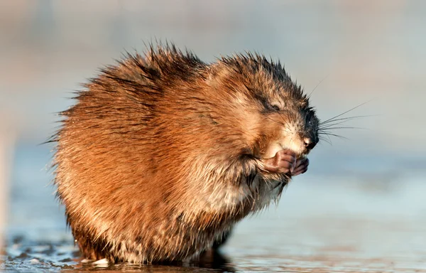 Muskrat eating in the water — Stock Photo, Image