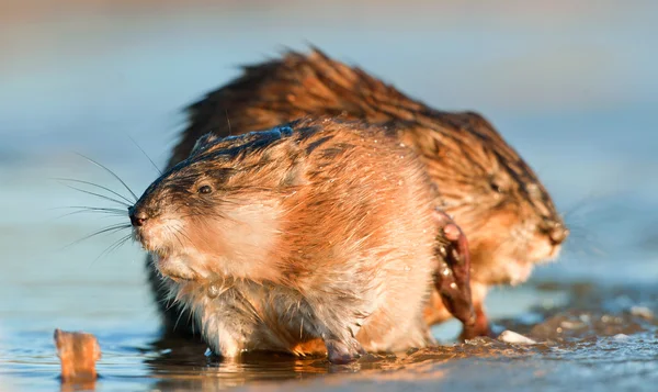 Muskrat na água sob a luz do pôr do sol — Fotografia de Stock