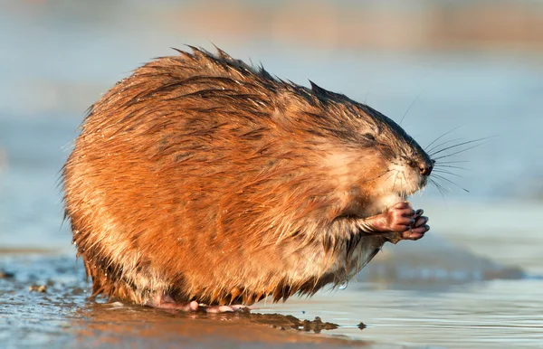 Ratto muschiato che mangia in acqua — Foto Stock
