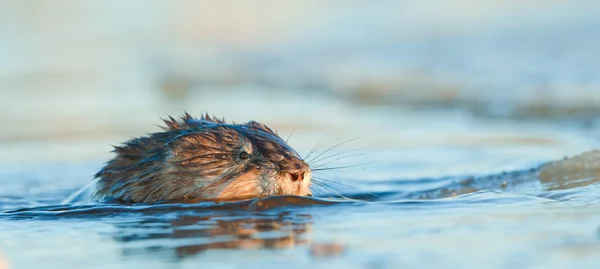 Muskrat in the water in sunset light — Stock Photo, Image