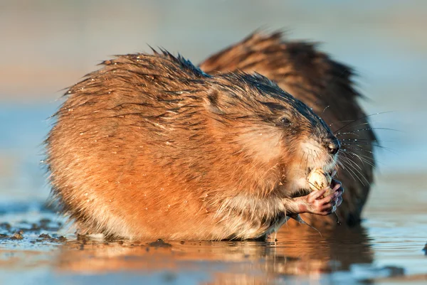 Muskrats comer na água — Fotografia de Stock