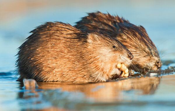 Muskrats eating in the water