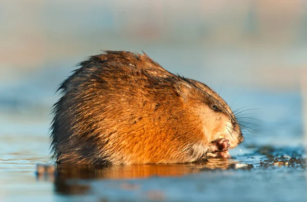 Le rat musqué mange dans l'eau — Photo