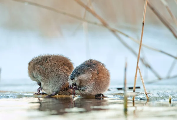 Muskrats eating in the water — Stock Photo, Image