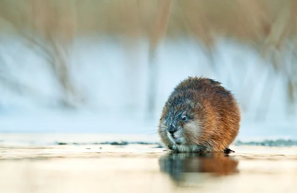 Muskrat in the water in sunset light — Stock Photo, Image