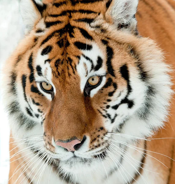 O retrato do tigre siberiano — Fotografia de Stock