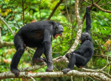 Bonobos bir ağaç dalı üzerinde